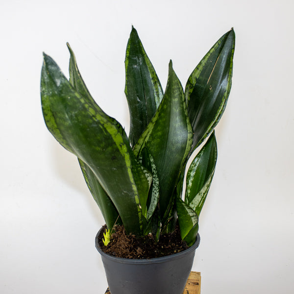 Sansevieria Silver Flame 14cm H40cm