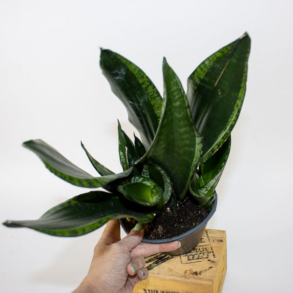 Sansevieria Silver Flame 14cm H40cm