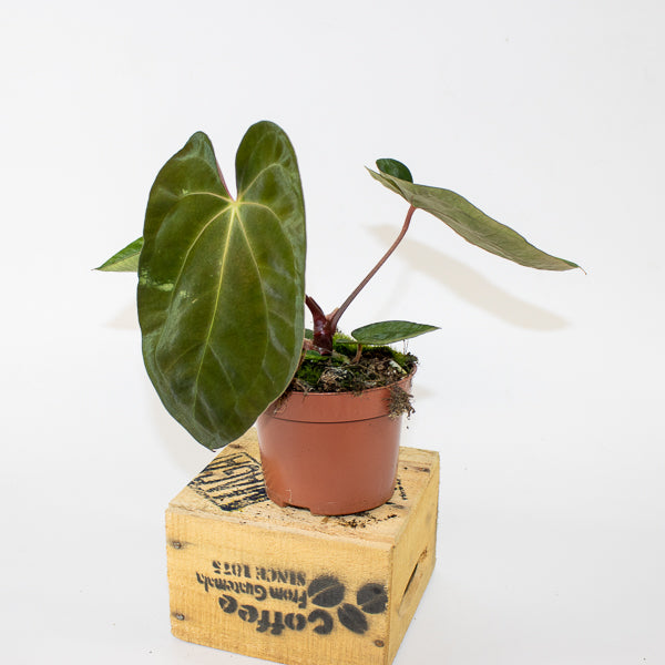 Anthurium papillilaminum 10.5cm H15cm