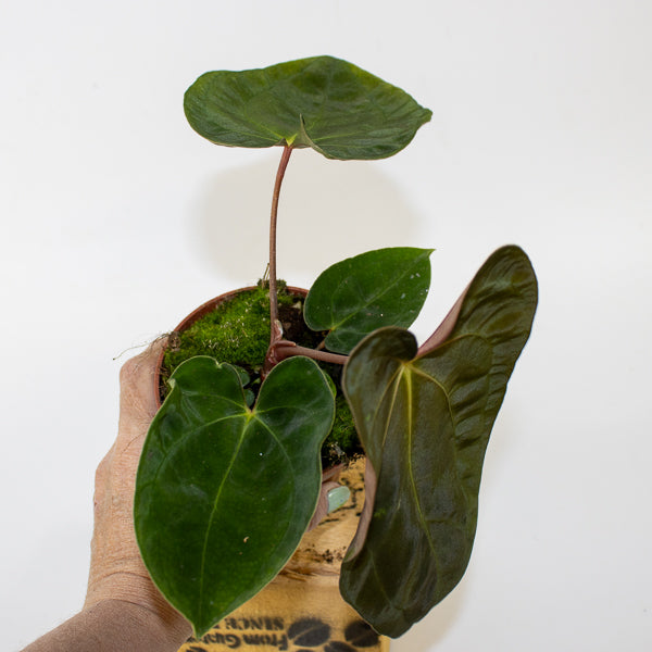 Anthurium papillilaminum 10.5cm H15cm