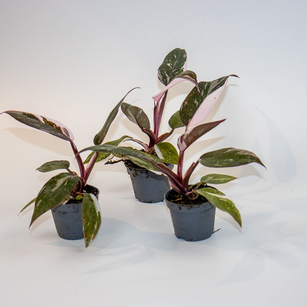 Philodendron Red Anderson Ø6cm H10cm