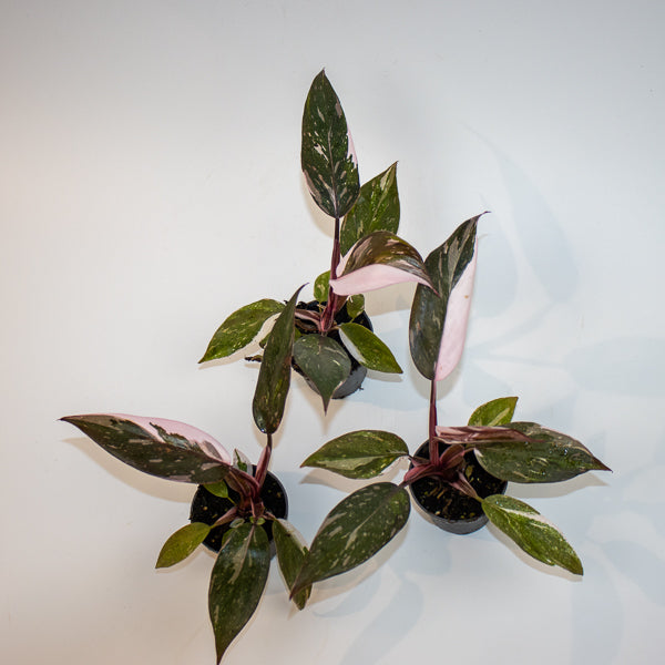 Philodendron Red Anderson Ø6cm H10cm