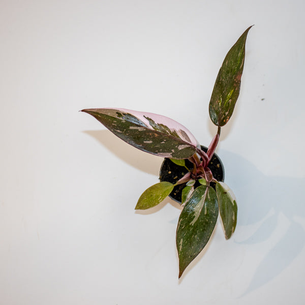 Philodendron Red Anderson