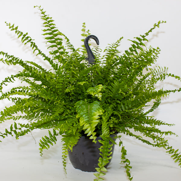 Nephrolepis exaltata Green Mom 19cm H60cm