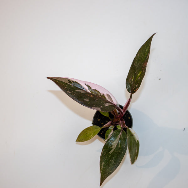 Philodendron Red Anderson Ø6cm H10cm