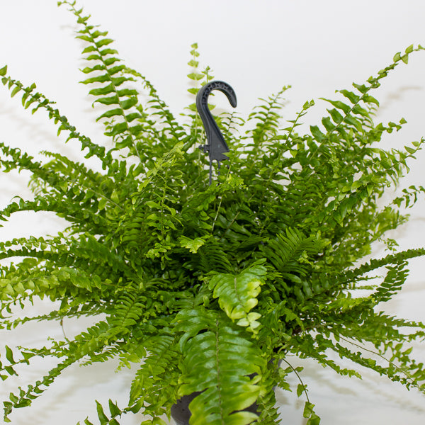 Nephrolepis exaltata Green Mom 19cm H60cm