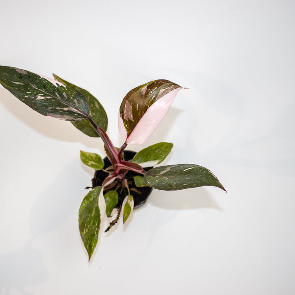 Philodendron Red Anderson Ø6cm H10cm