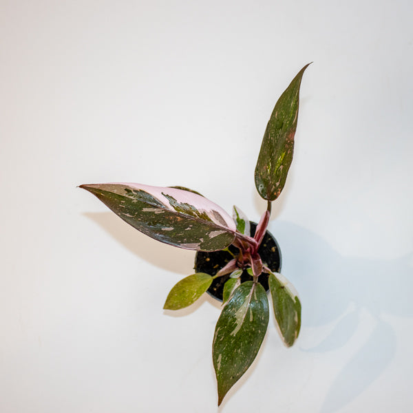 Philodendron Red Anderson Ø6cm H10cm
