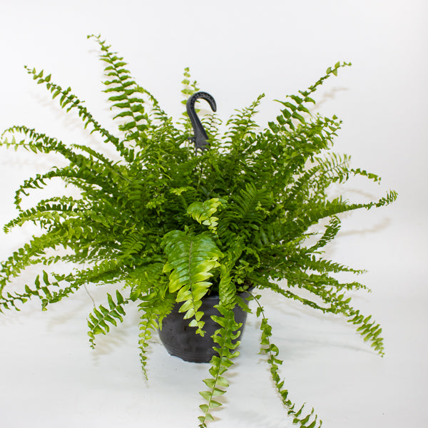Nephrolepis exaltata Green Mom 19cm H60cm
