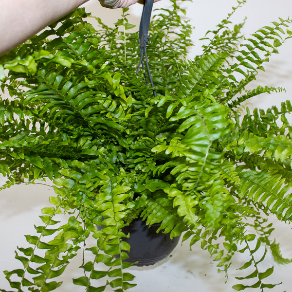 Nephrolepis exaltata Green Mom 19cm H60cm
