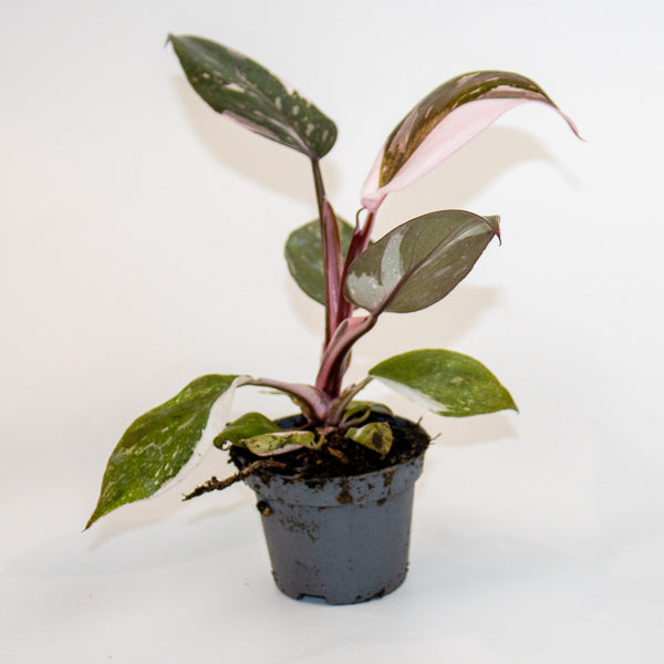 Philodendron Red Anderson Ø6cm H10cm