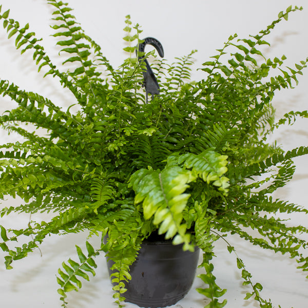 Nephrolepis exaltata Green Mom 19cm H60cm