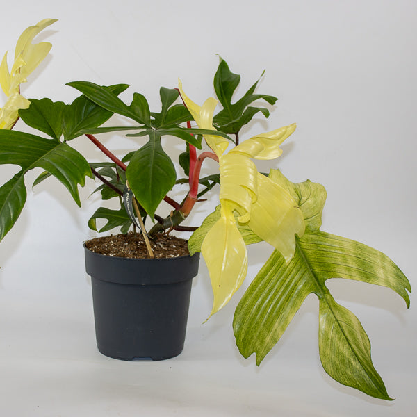 Philodendron 'Florida Ghost' 10