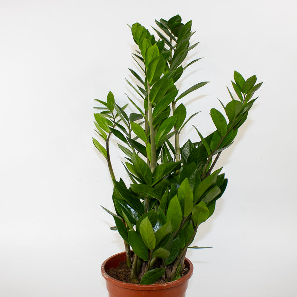 Zamioculcas zamiifolia 17cm H65cm