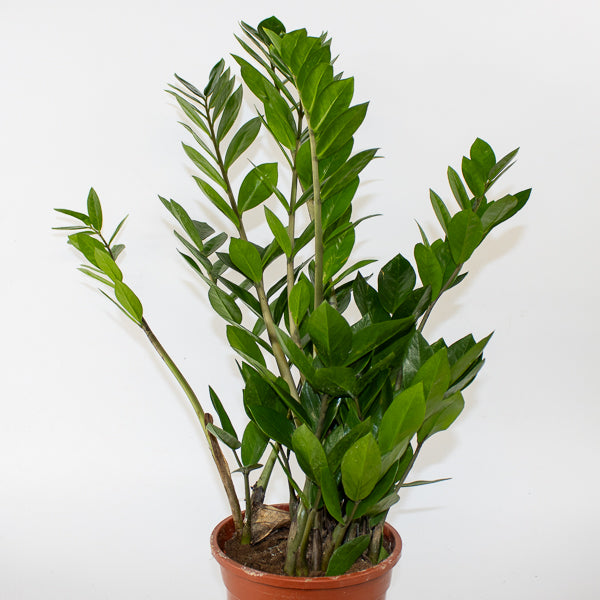 Zamioculcas zamiifolia 17cm H65cm