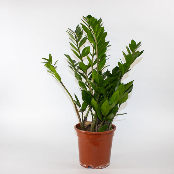 Zamioculcas zamiifolia 17cm H65cm
