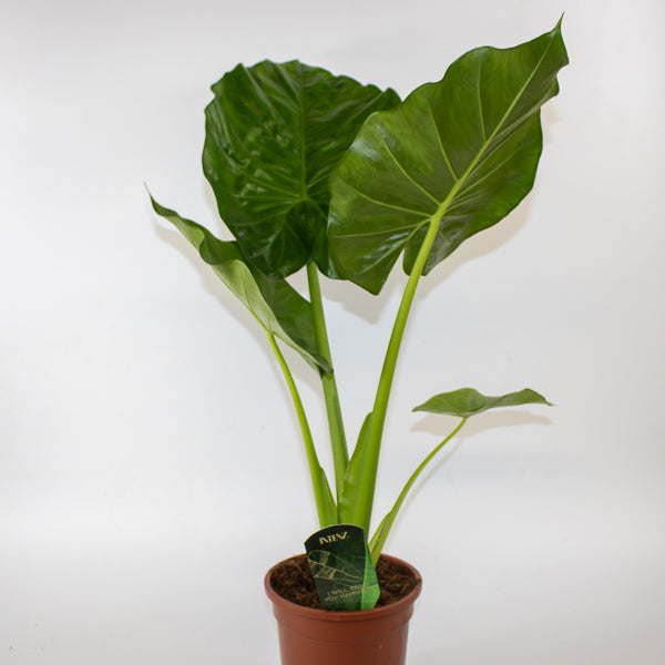 Alocasia Macrorrhiza 17cm H60cm