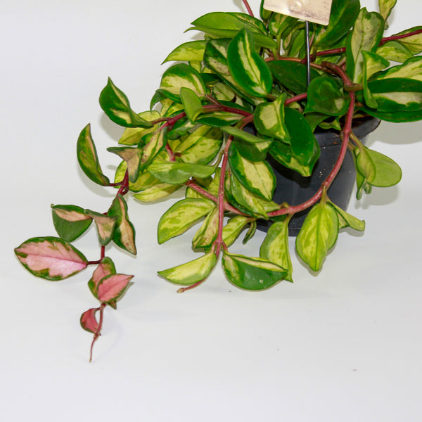 Hoya Carnosa Tricolor Ø14cm H30cm