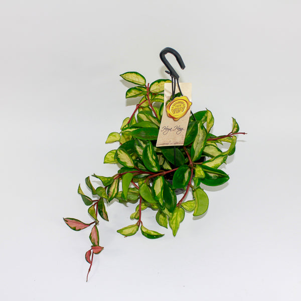 Hoya Carnosa Tricolor Ø14cm H30cm