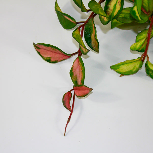 Hoya Carnosa Tricolor Ø14cm H30cm