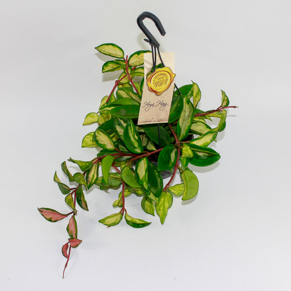 Hoya Carnosa Tricolor Ø14cm H30cm