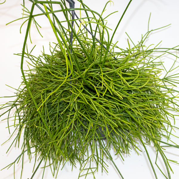 Rhipsalis mixed 21cm H40cm