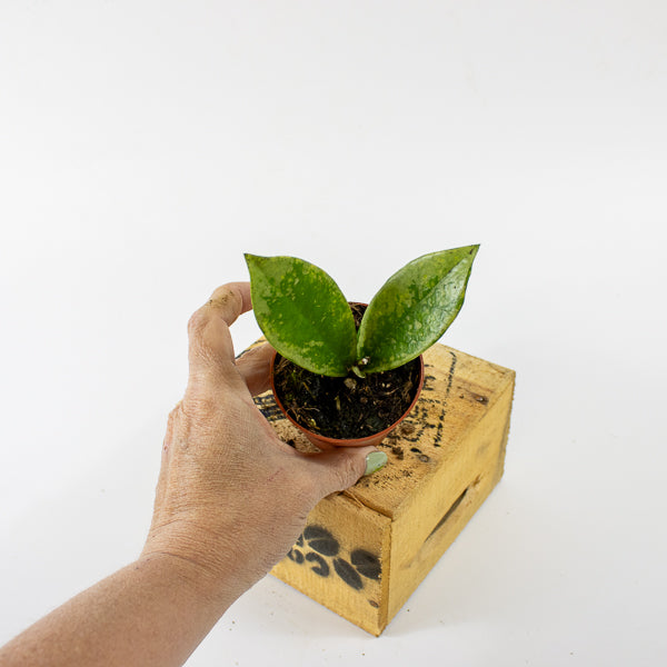 Hoya carnosa AH-074 Silver 7cm H10cm
