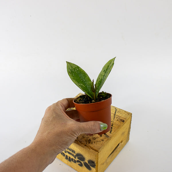 Hoya carnosa AH-074 Silver 7cm H10cm