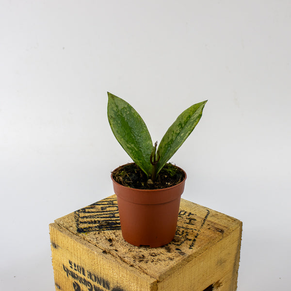 Hoya carnosa AH-074 Silver 7cm H10cm