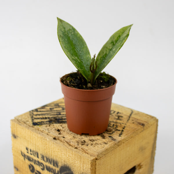Hoya carnosa AH-074 Silver 7cm H10cm