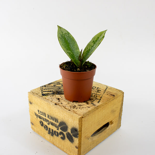 Hoya carnosa AH-074 Silver 7cm H10cm