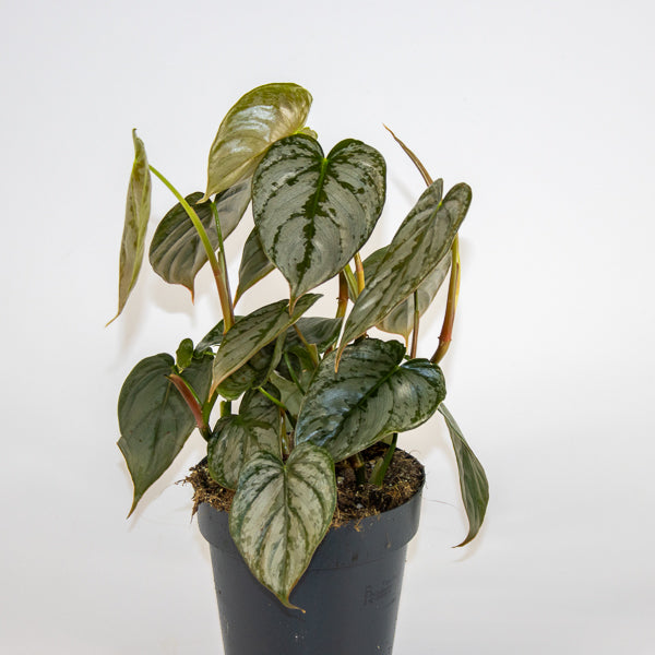 Philodendron Brandtianum Ø12cm H30cm