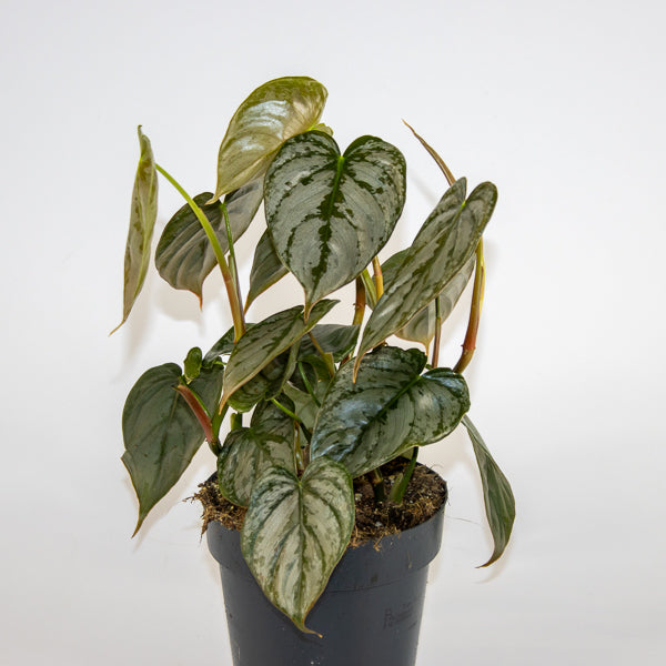 Philodendron Brandtianum Ø12cm H30cm