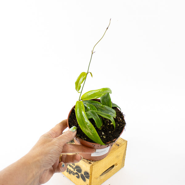 Hoya blashernaezii siariae Red Flowers 12cm H15cm