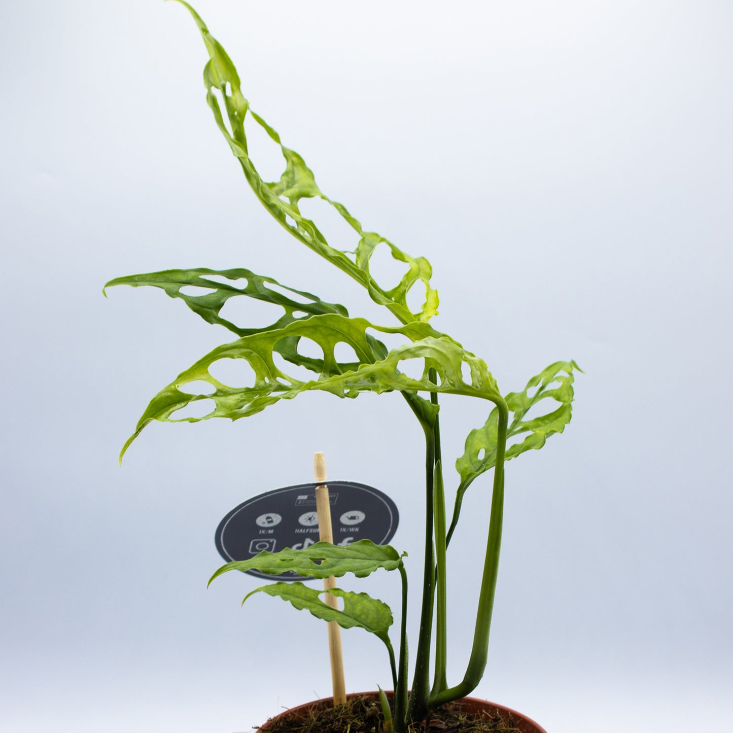 Monstera obliqua 'Peru'