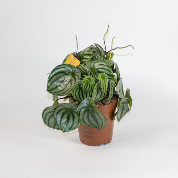 Peperomia argyreia Watermelon Ø15cm H25cm
