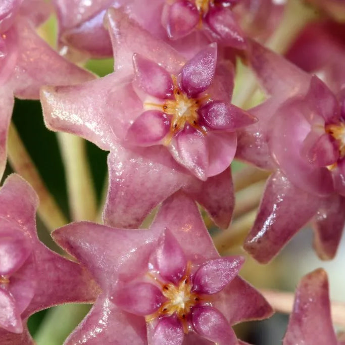 Hoya 'Sarawak' Ø12cm H15cm