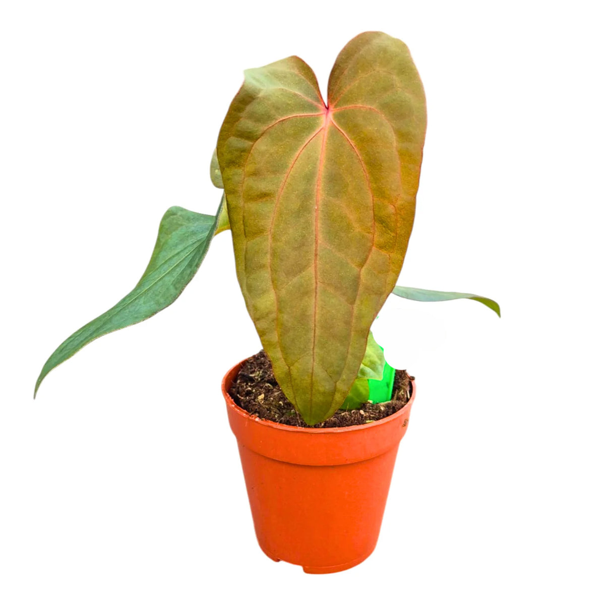 Anthurium 'Deadpool x Twin Phoenix Narrow' 9cm H20cm