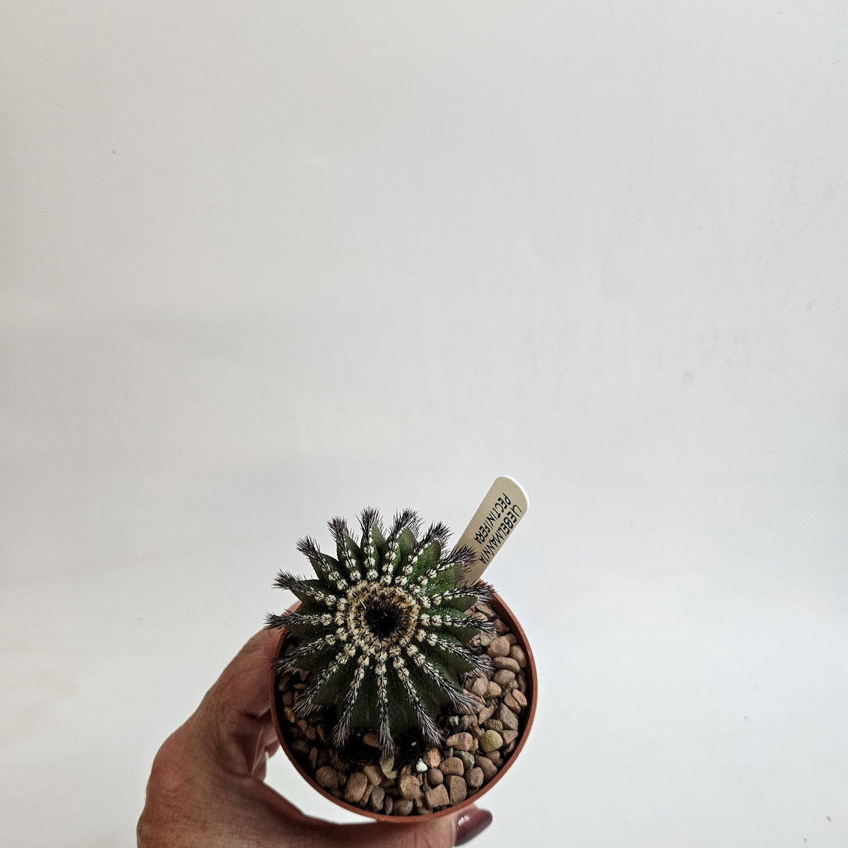 Uebelmannia pectinifera (Mature)