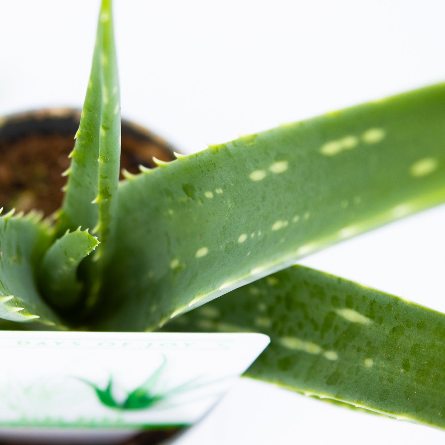 Aloe vera Ø12 cm H25cm