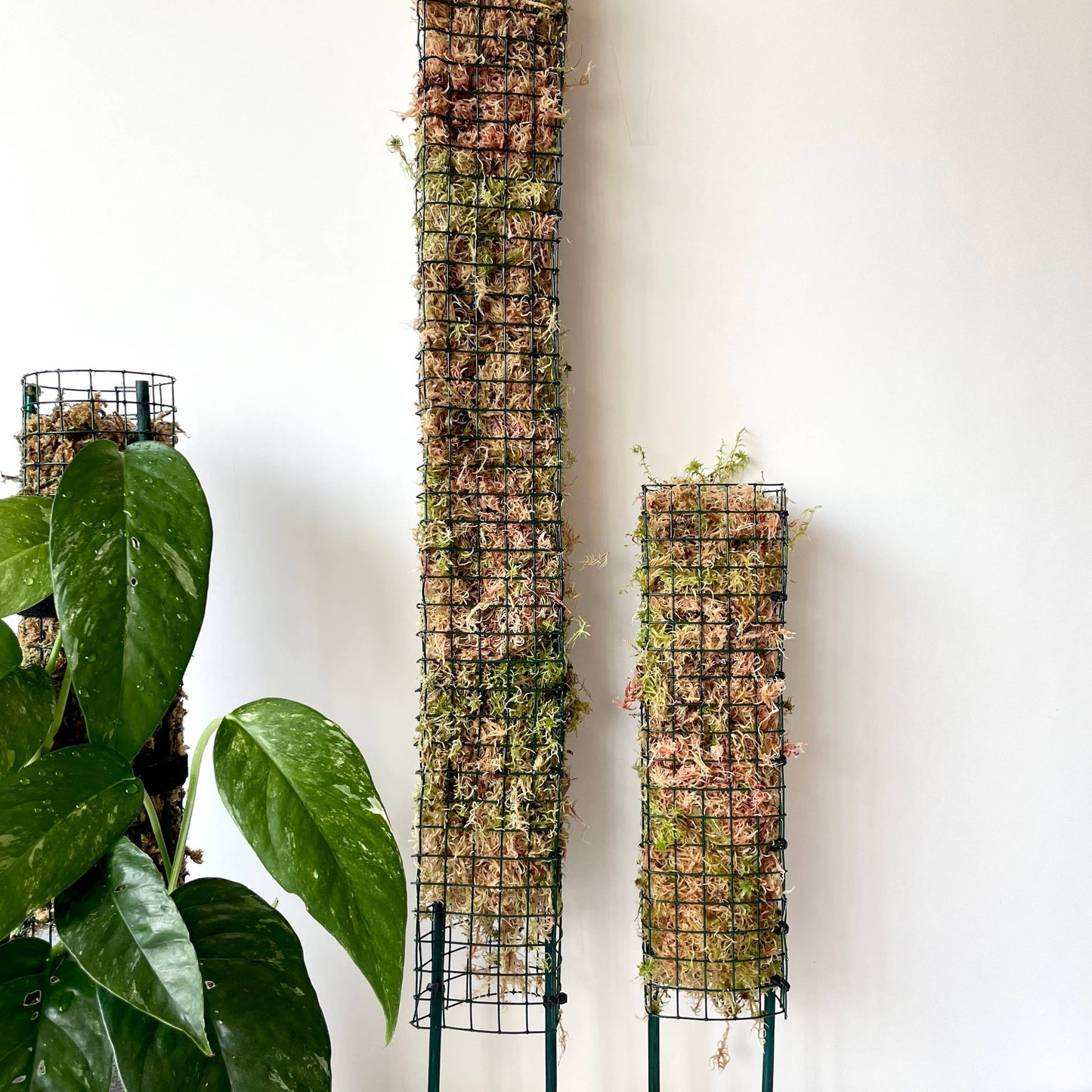 D Shaped Sphagnum Moss Pole