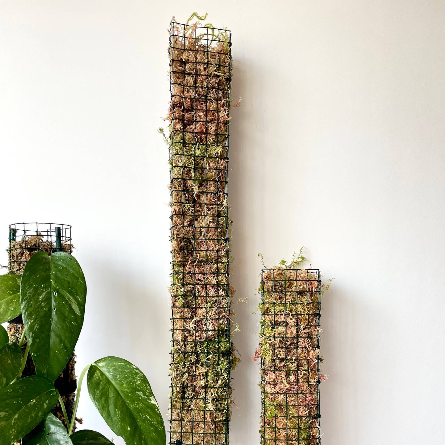 D Shaped Sphagnum Moss Pole