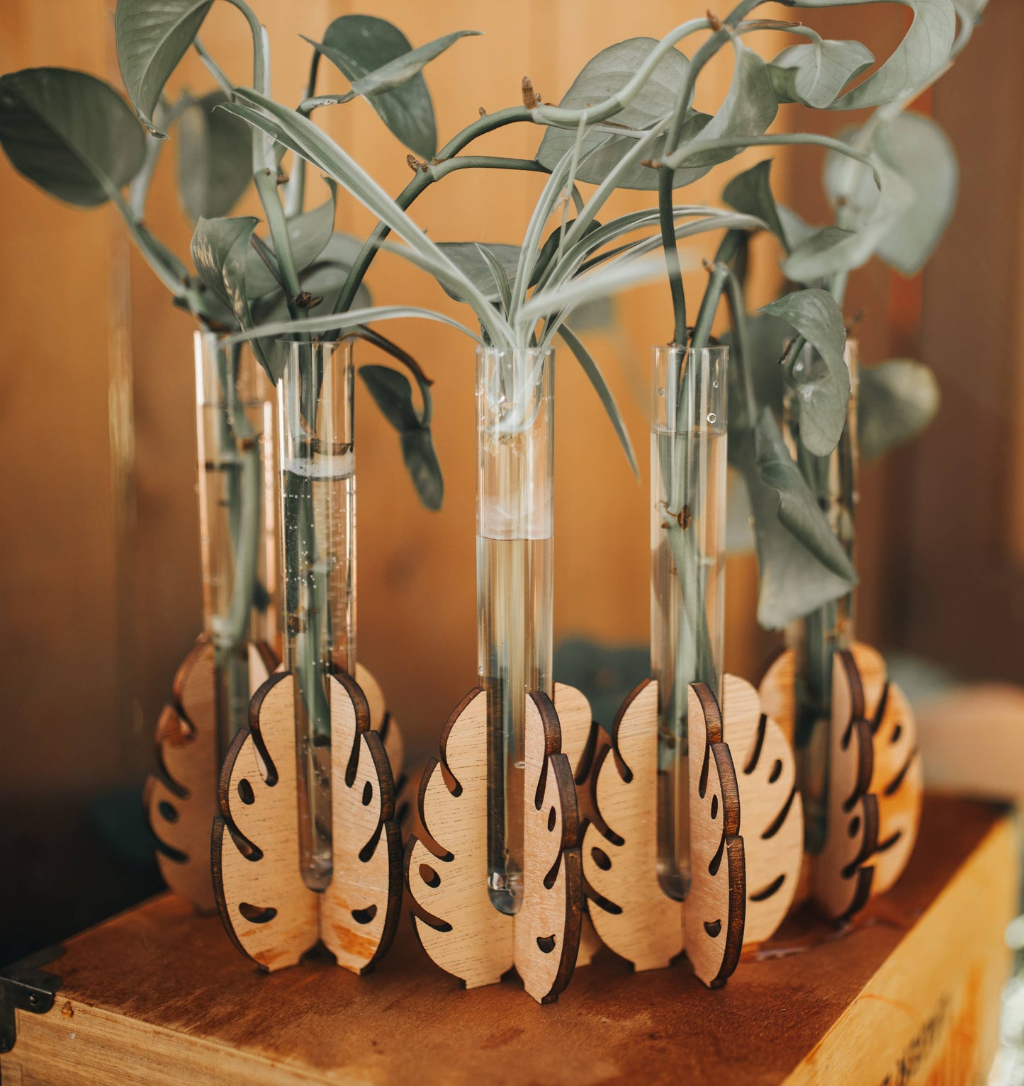 Monstera Tabletop Propagation Station