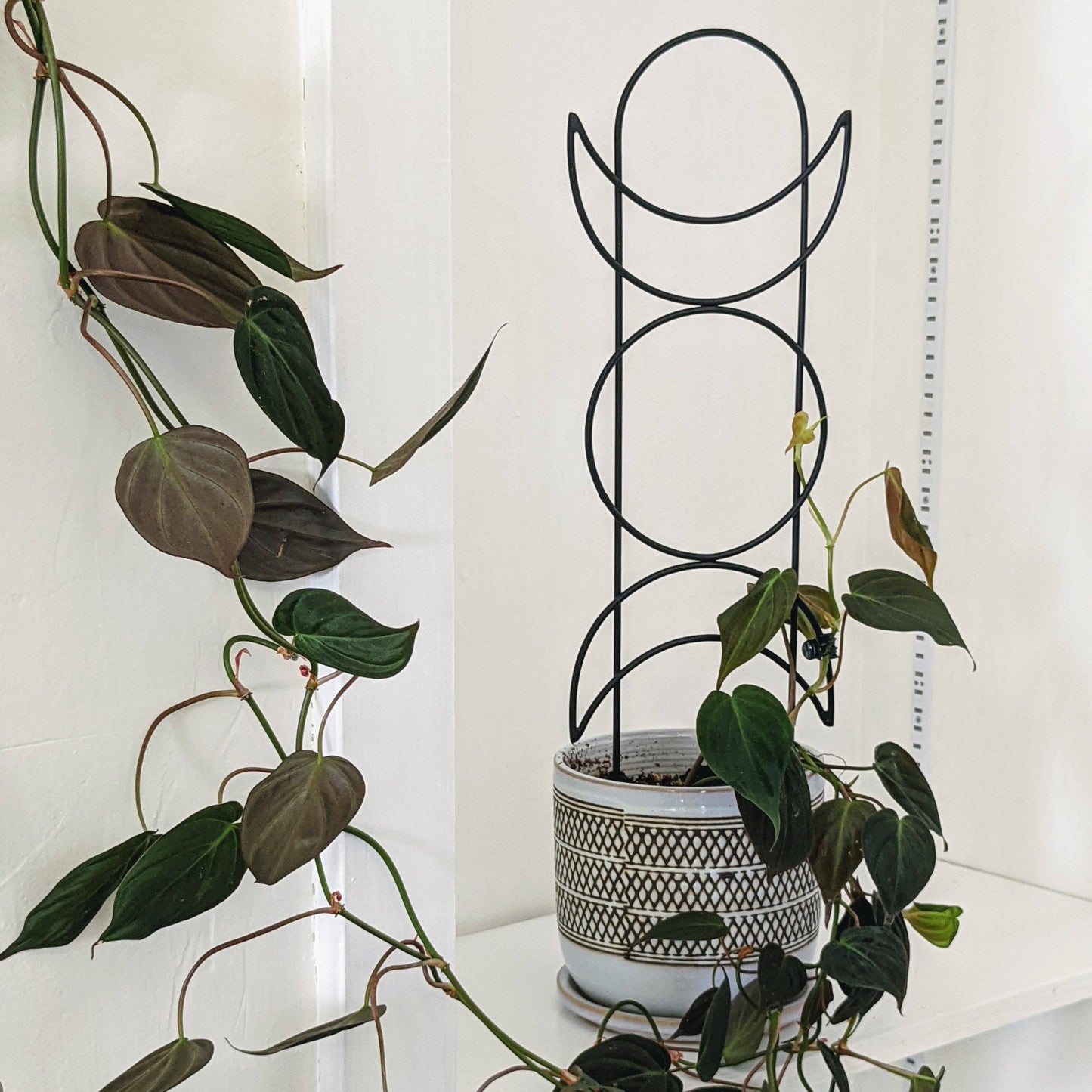 Moon Phase Trellis