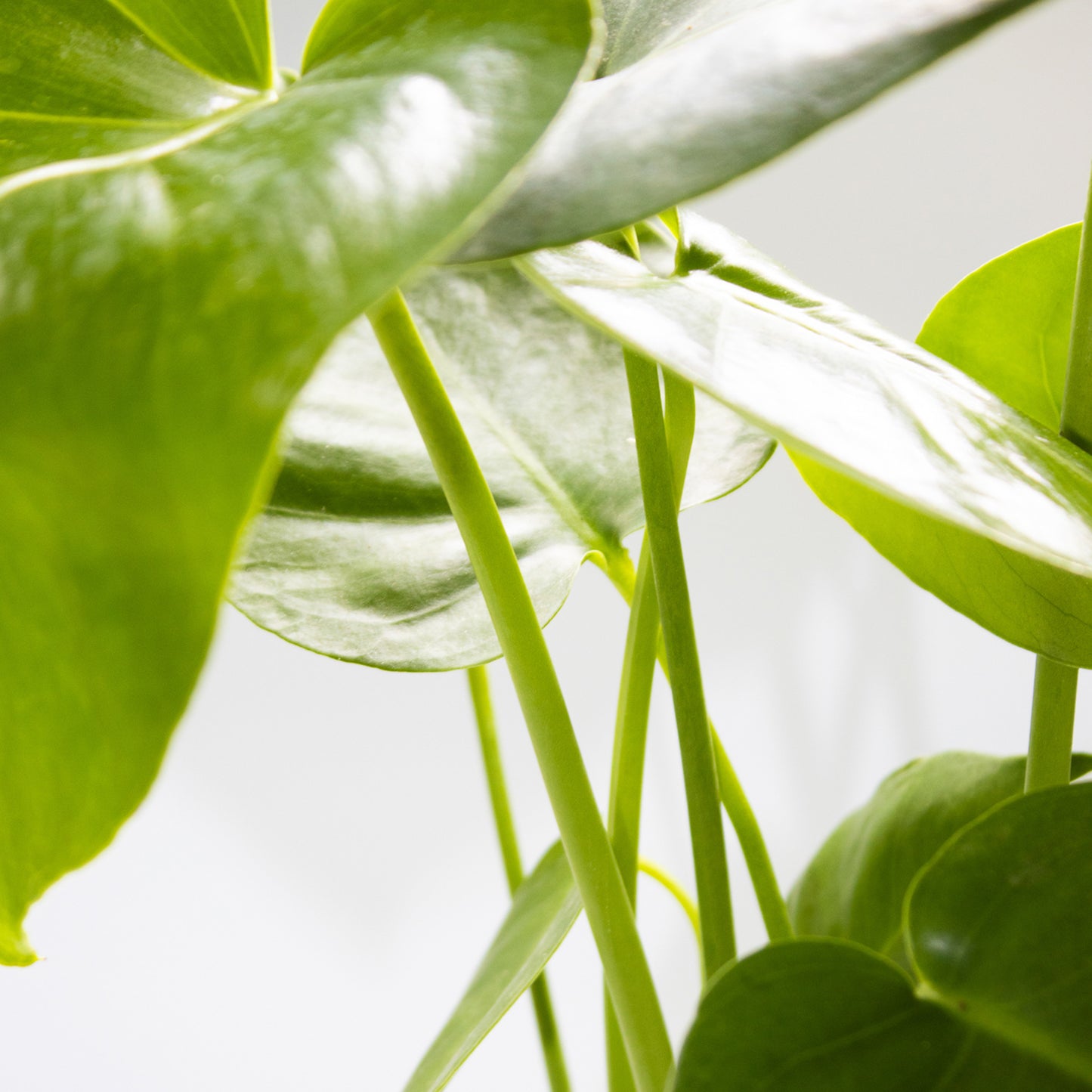 Monstera deliciosa 17cm H55cm