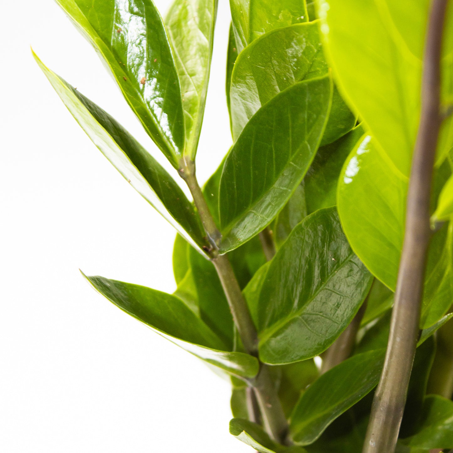 Zamioculcas zamiifolia 14cm H55cm