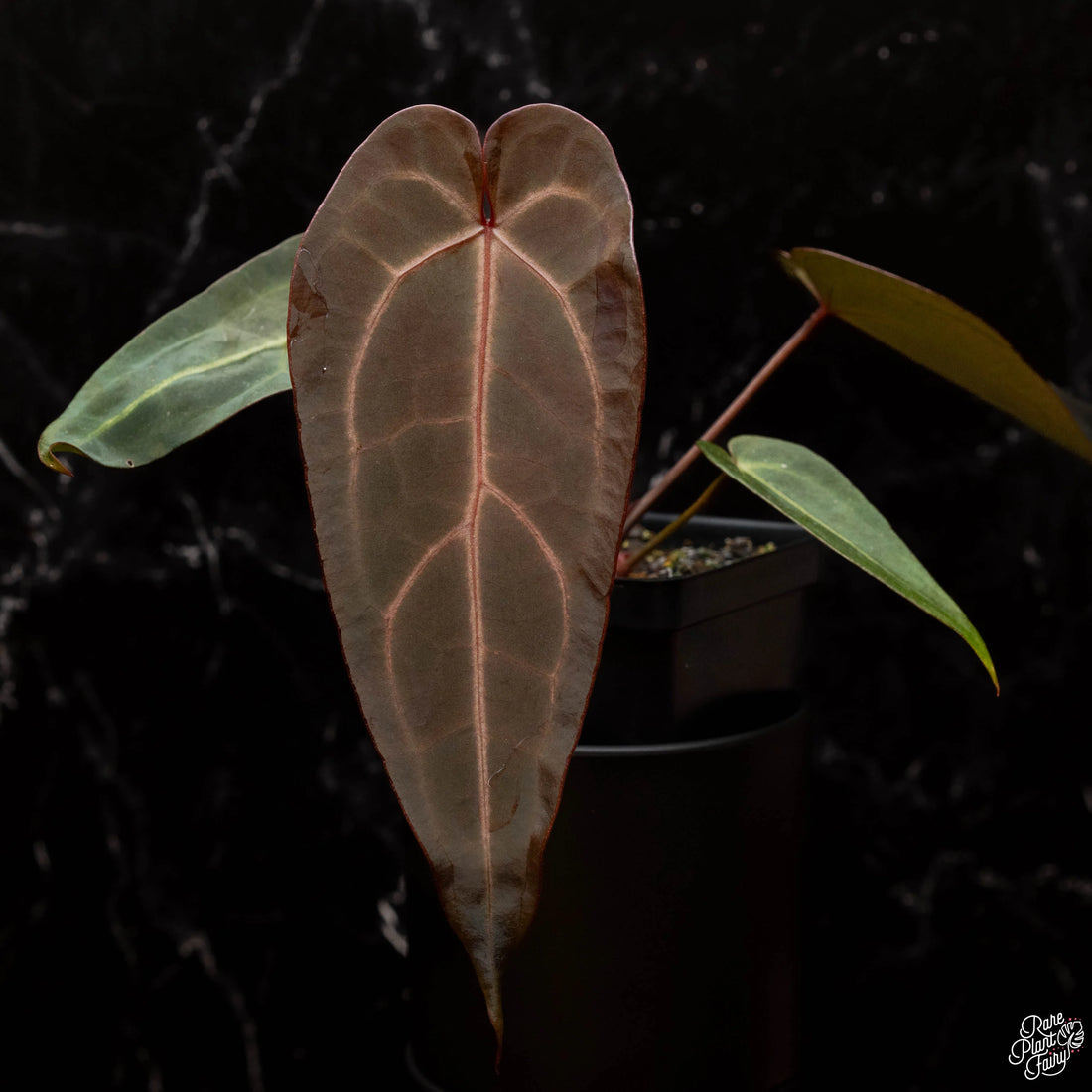 The Origins and Rarity of Anthurium Doc Block Varieties: A Must-Have for Collectors