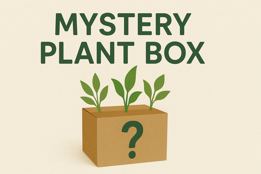New Mystery Plant Boxes