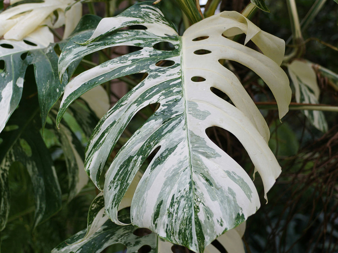 Variegated & Pink Plants: Why They're Still Trending in 2026