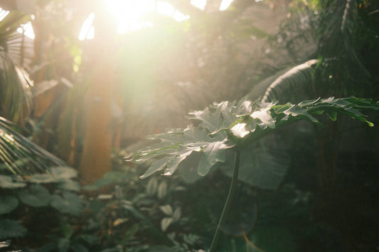 Summer Plant Care Tips: Keep Your Houseplants Happy in the Heat
